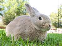 image links to webpage of adoptable rabbits and other small animals