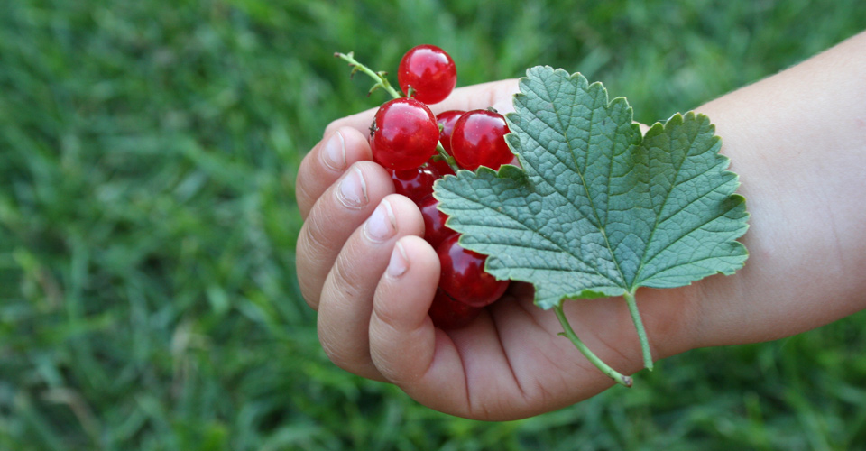 Children's Garden Workshops