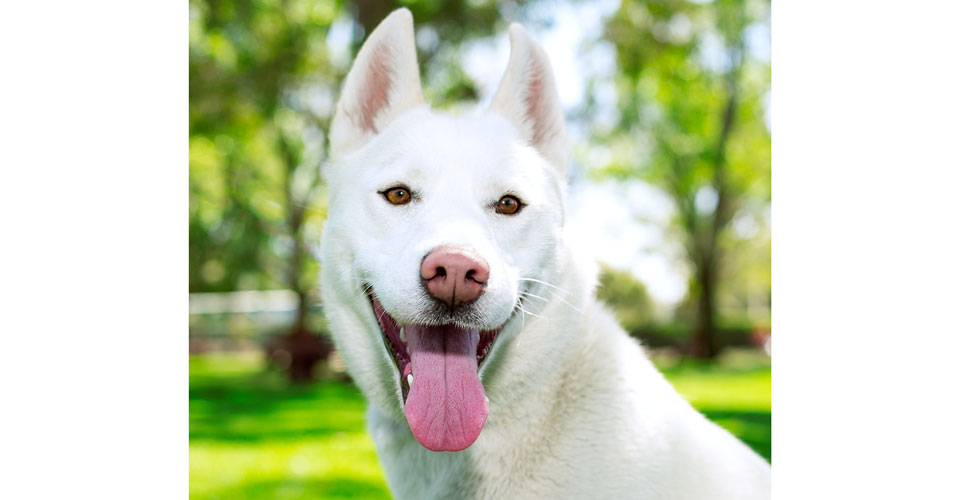 Niko Siberian Husky