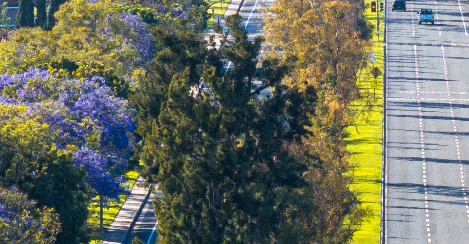 Cars on Irvine Boulevard, a tree lined street