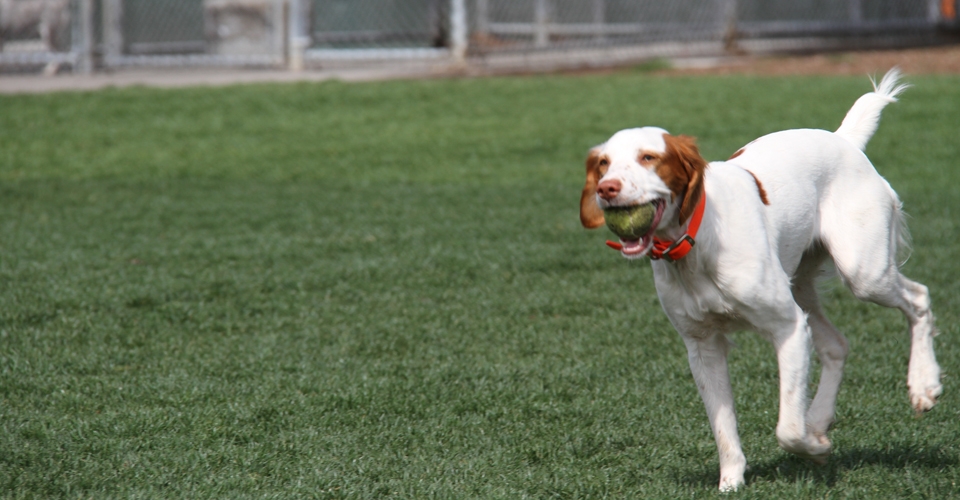 Dog running in park