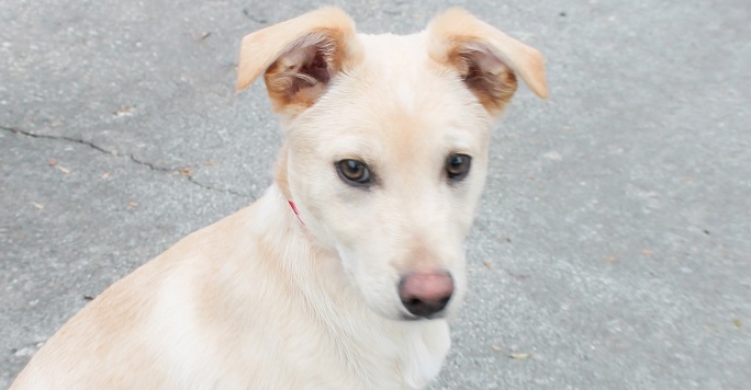 9 Rescued Puppies Now Ready for Adoption